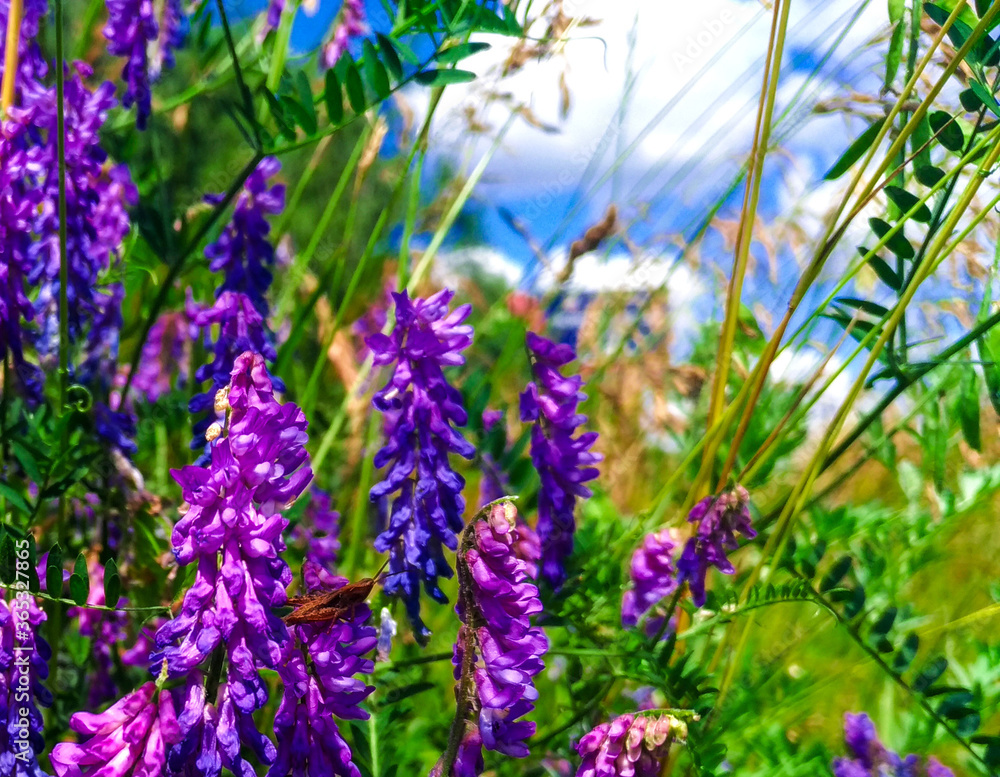 Naklejka premium Nature wildflowers outdoors meadow background. Lavender purple wild plants on green grass blue sky wallpaper. Blooming flowers meadow flora closeup.