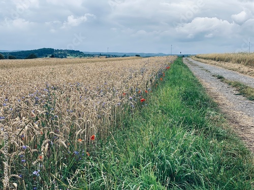 Summer landscape with country road and fields of wheat. Germany photo