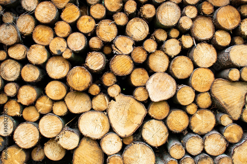Bigh bright pile of fresh cutted wood in the deforested forest. Wood background   texture   pattern   wallpaper 