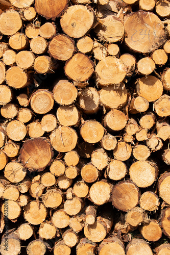 Bigh bright pile of fresh cutted wood in the deforested forest. Wood background   texture   pattern   wallpaper 