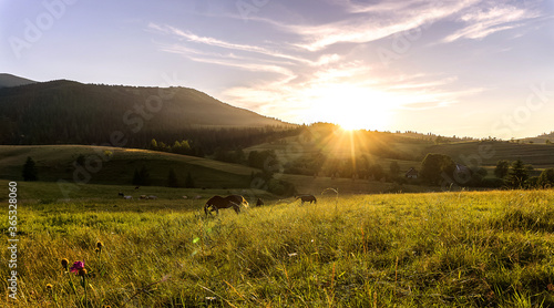 Horses graze on a green meadow in the rays of the setting sun against the background of mountains in a contour light.