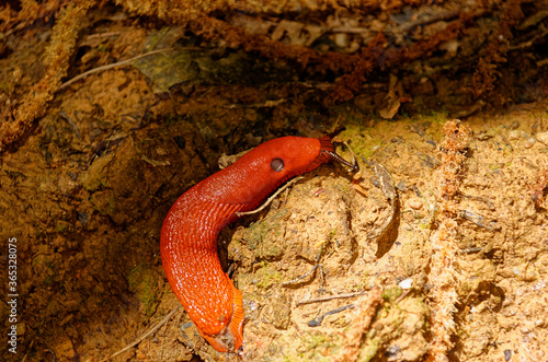 Arion rufus : large red slug, chocolate arion or European red slug on dirt in the middle of a european forest highlighted by the sun, european common wildlife