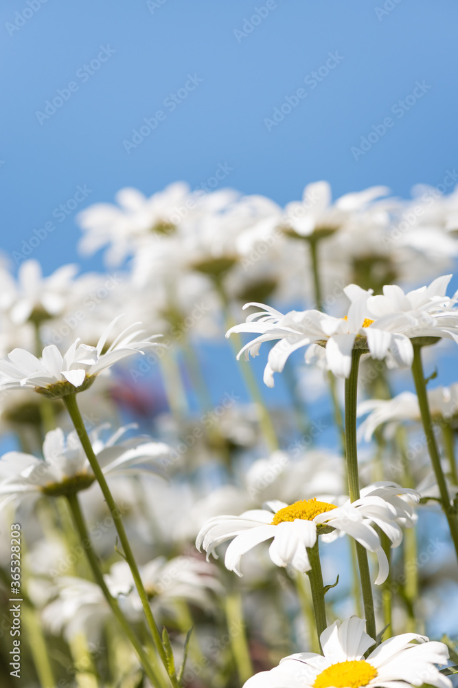 White flowers (Leucanthemum vulgare Lam., ox-eye) in the meadow - obrazy, fototapety, plakaty 