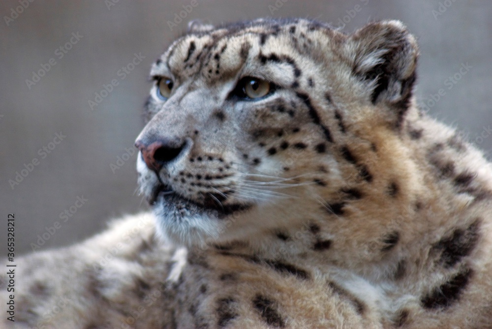 Fototapeta premium Close up portrait of a leopard