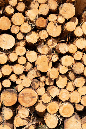 Bigh bright pile of fresh cutted wood in the deforested forest. Wood background   texture   pattern   wallpaper