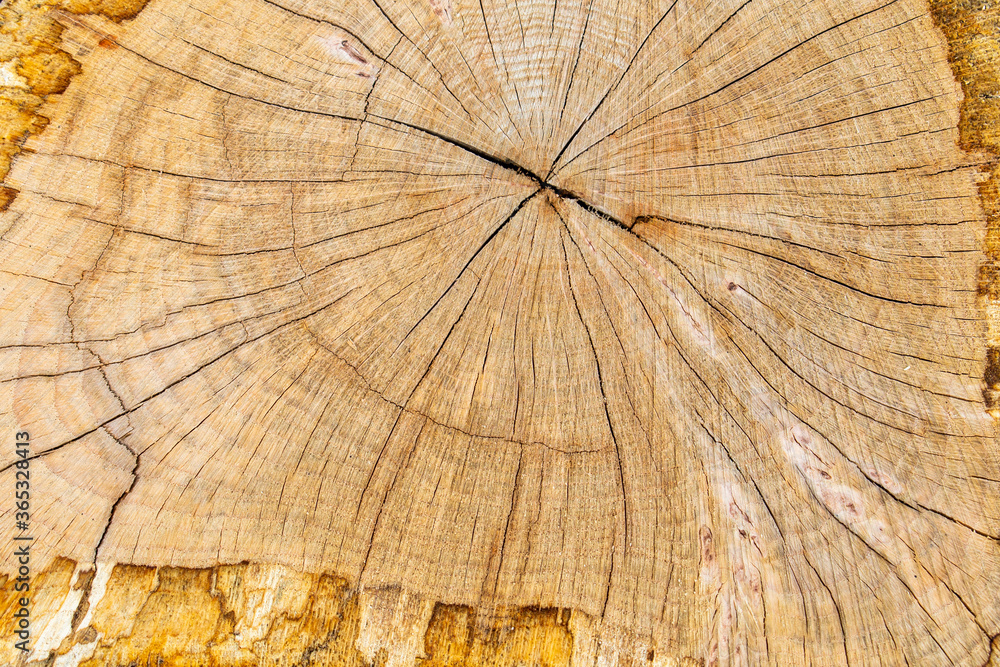 Fototapeta premium Beautiful varied wood / tree background / texture / pattern / wallpaper. Wood surface with pattern of wood grain and natural trace 