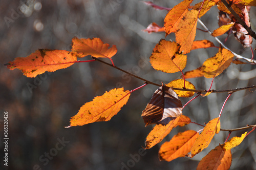 Dry leaves - Hojas secas