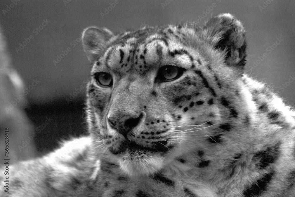 Obraz premium Close up portrait of a snow leopard