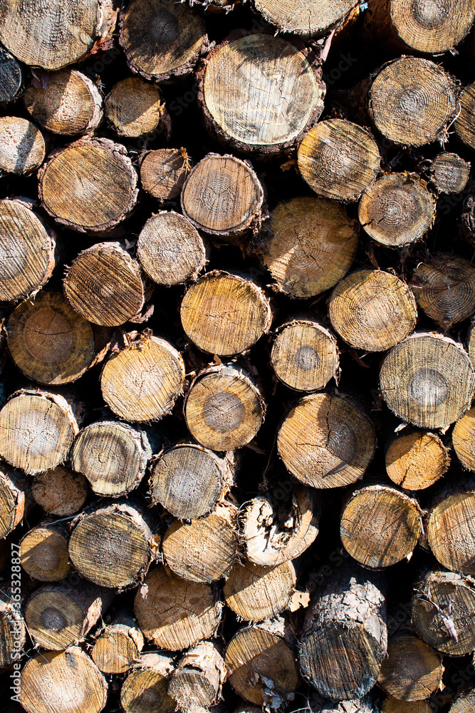 Bigh bright pile of fresh cutted wood in the deforested forest. Wood background / texture / pattern / wallpaper
Bigh bright pile of fresh cutted wood in the deforested forest. Wood background / texture / pattern / wallpaper
