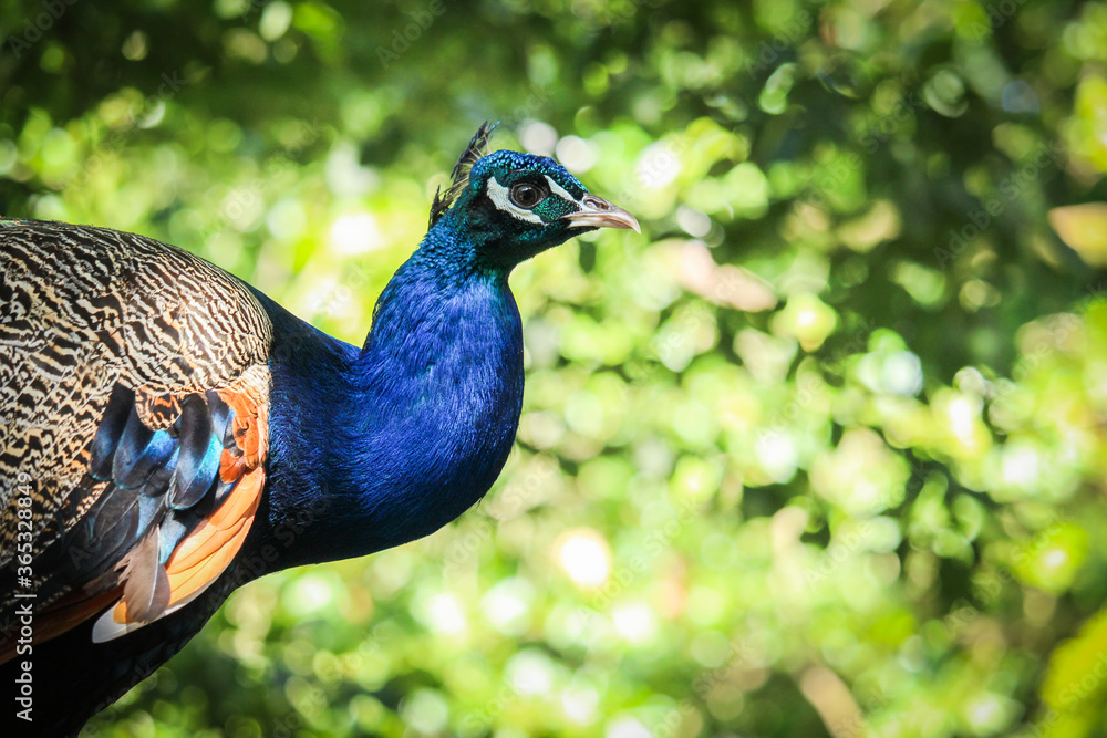 Obraz premium peacock in the park