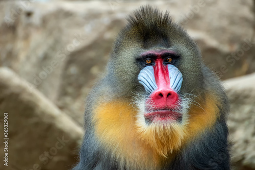 Tela Portrait of a male mandrillus monkey