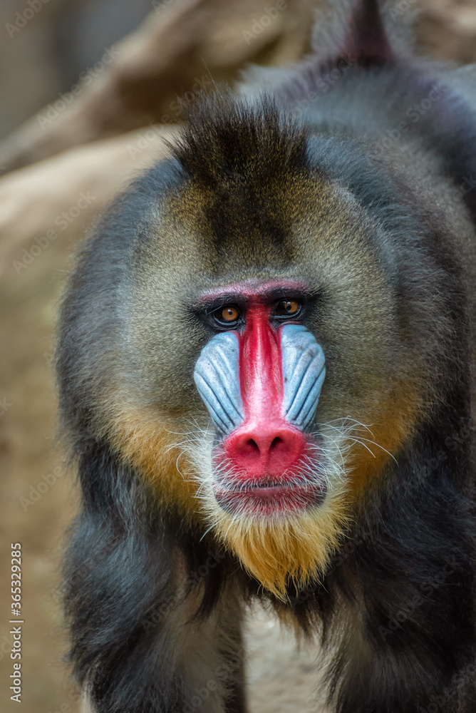 Obraz premium Portrait of a male mandrillus monkey