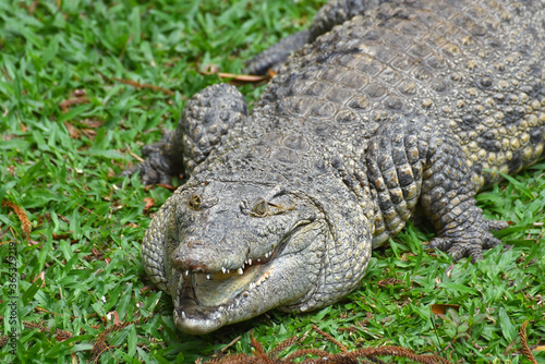 Salt water crocodile on a grass