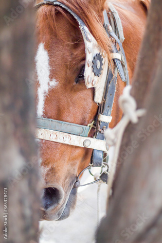 Fototapeta Naklejka Na Ścianę i Meble -  horse in the stable