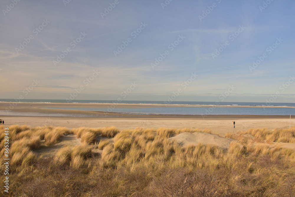 Dry grass on the sandy shore of the sea on a sunny day.