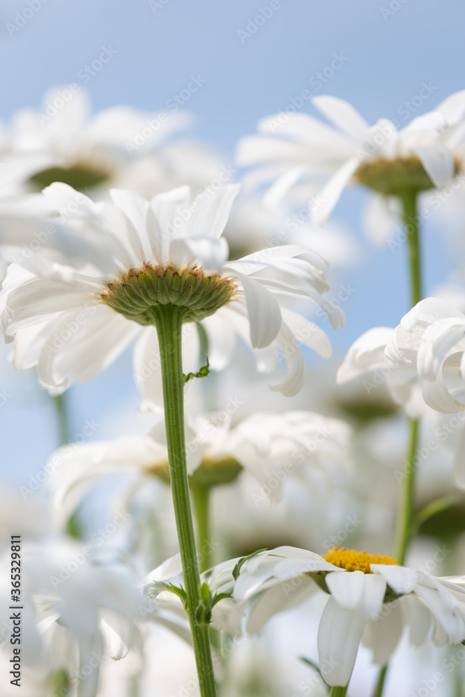 White flowers (Leucanthemum vulgare Lam., ox-eye) in the meadow - obrazy, fototapety, plakaty 