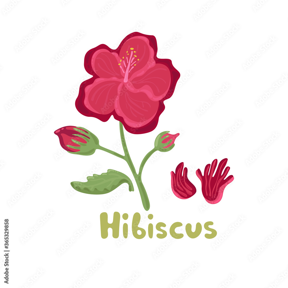 Hibiscus flower. Tropical flowers bright color vector illustration. Tropical blooming hibiscus flower with leaves. Culinary herb hibiscus