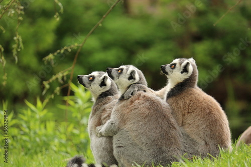 monkey famili