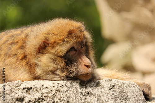 monkey