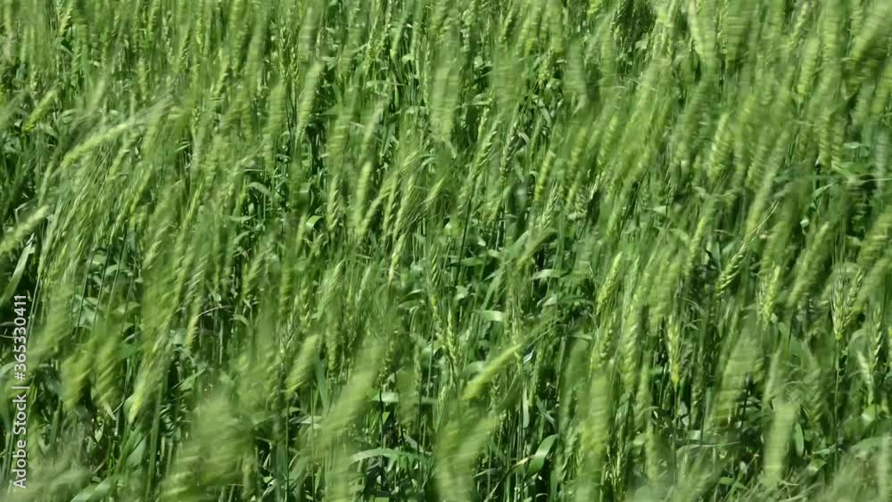 Close-up of bright green wheat field blowing in a strong wind.
Close-up of bright green wheat field blowing in a strong wind.