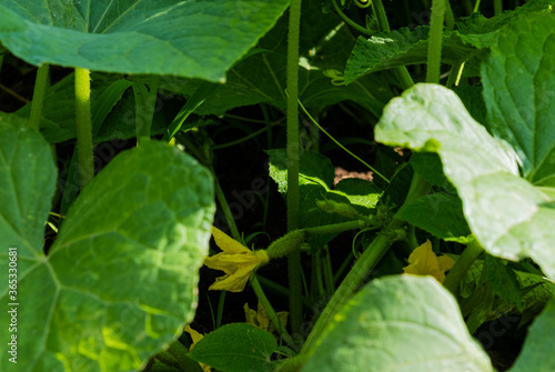 Macro of growing young cucumbers. Blooming cucumber a small cucumber in the garden.