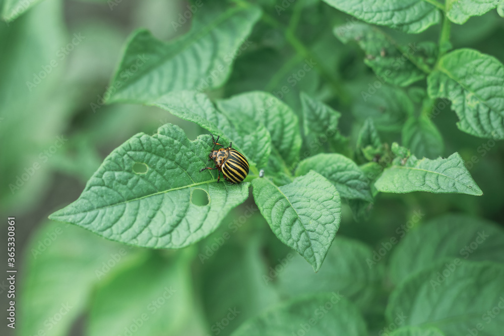 Insect pest Colorado potato beetle sits on a potato bush Insect pest Colorado potato beetle sits on a potato bush