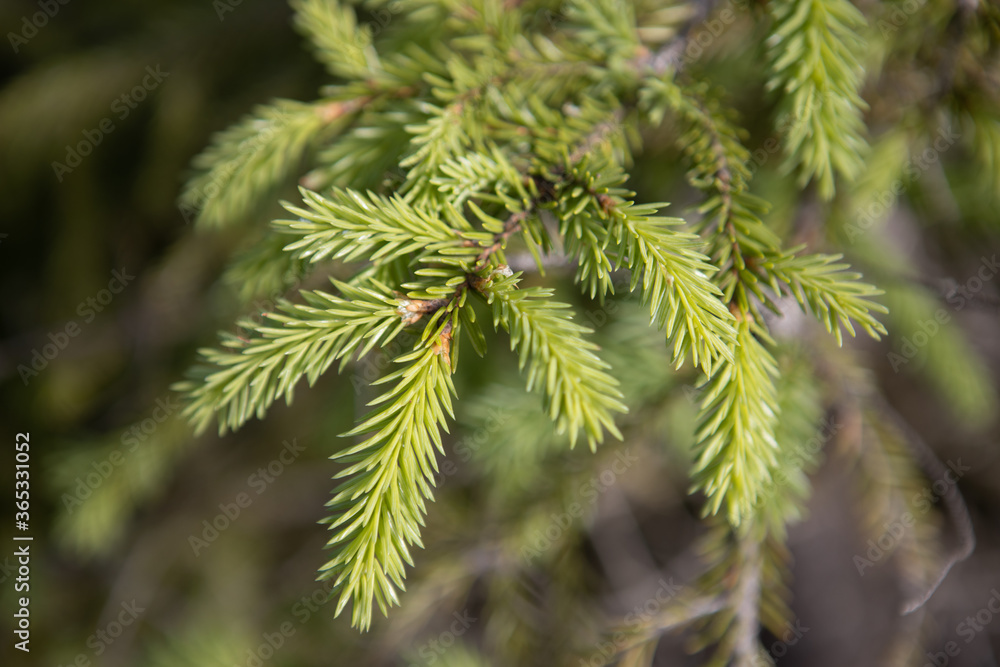 Background for New Year's design. Spruce branch close-up. Background for New Year's design. Spruce branch close-up.