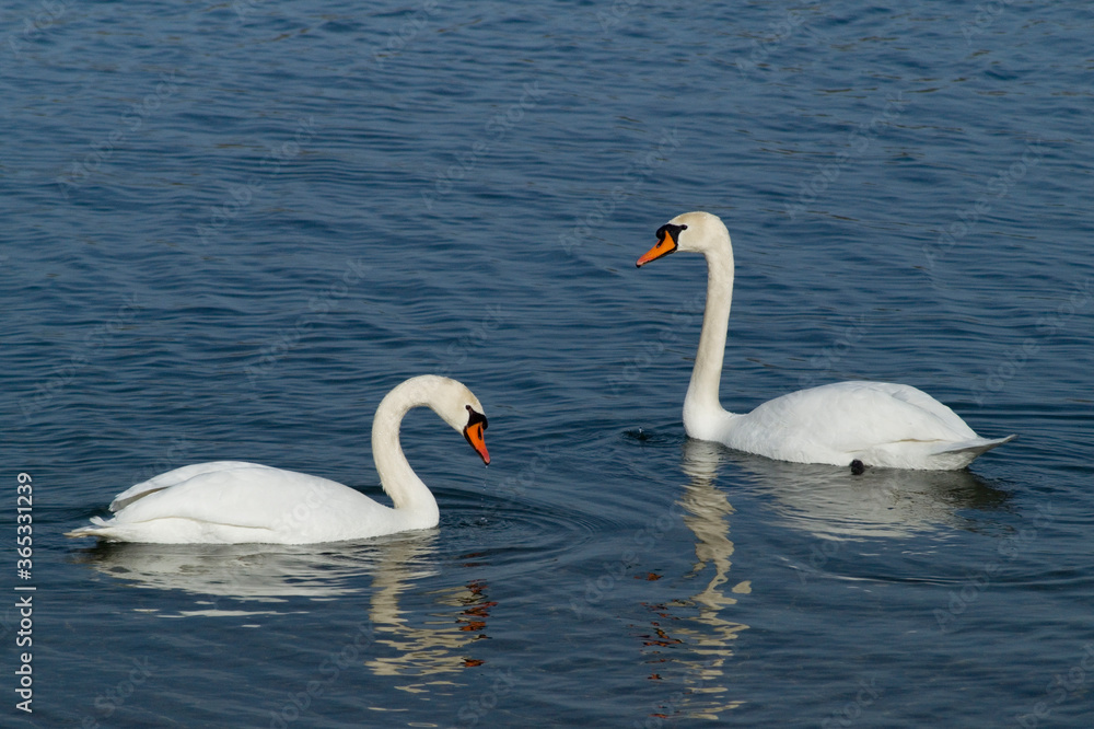 Schwan Schwan