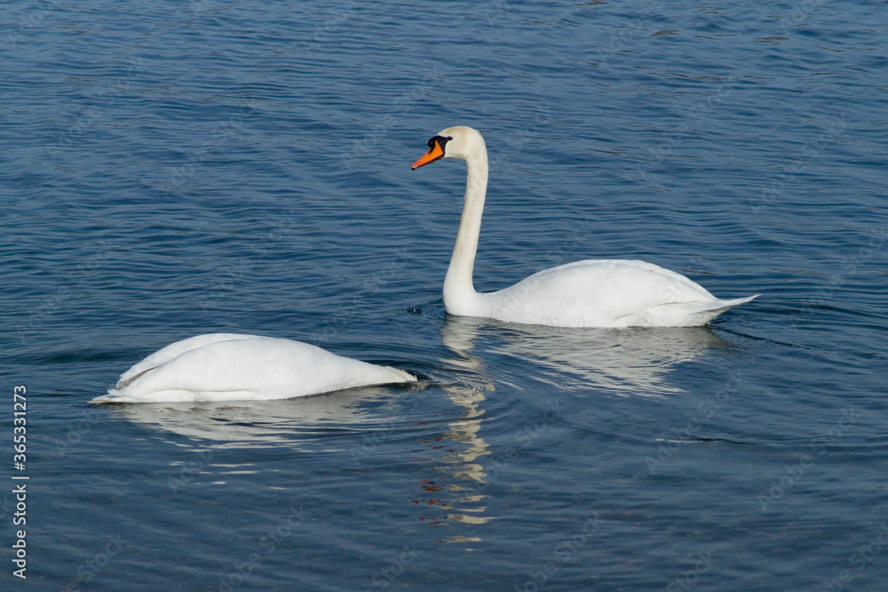 Schwan Schwan