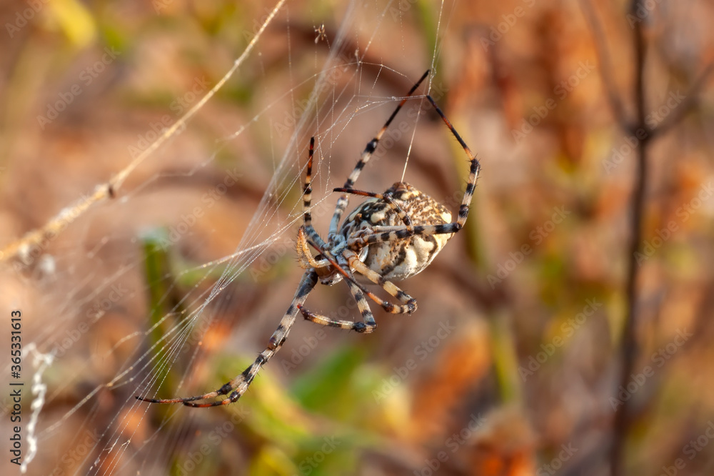 Beautiful spider on a spider web. Beautiful spider feasting grasshopper on a spider web . Macro photo. Beautiful spider on a spider web. Beautiful spider feasting grasshopper on a spider web . Macro photo.