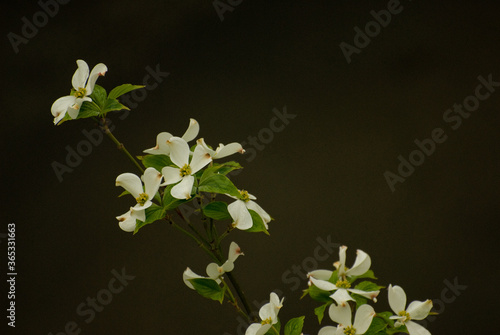 flower in black background