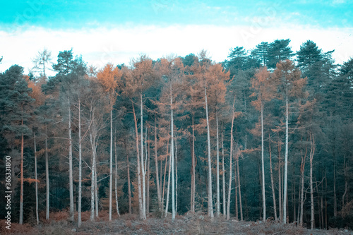 straight pine trees on the side of a hill in autumn or fall
