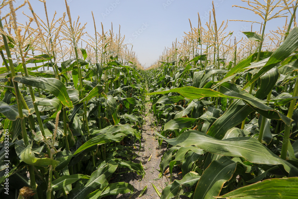 Maize Corn agriculture field. Cob Corn field.