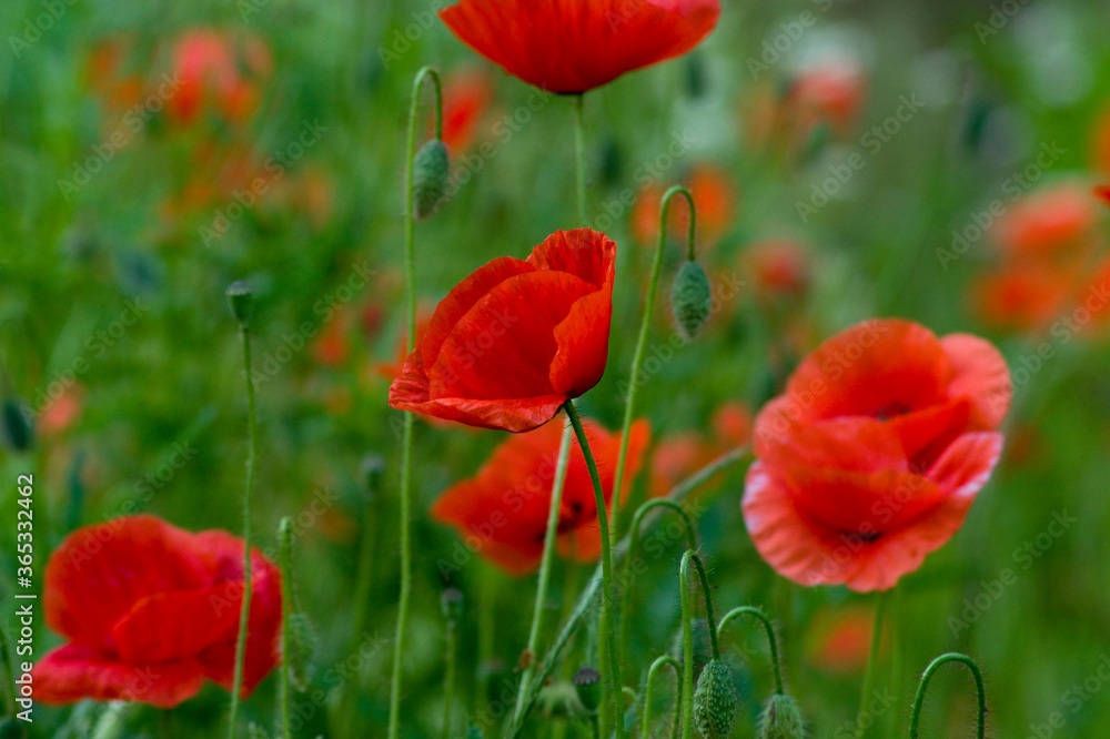 Obraz premium Mohn
