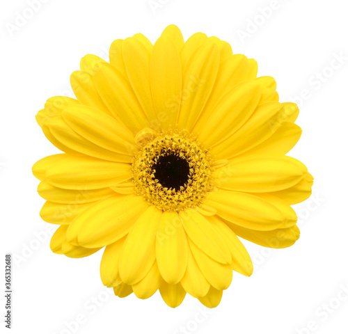  yellow Gerber flower, daisies isolated on white