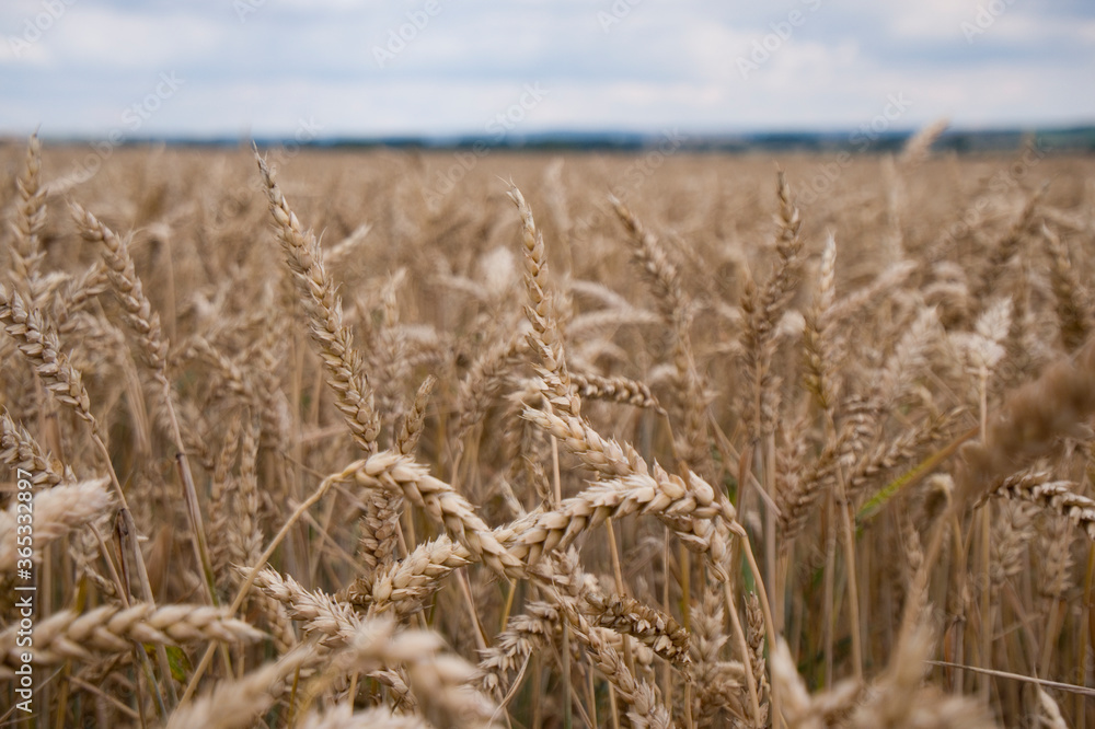 Fototapeta premium Getreidefeld