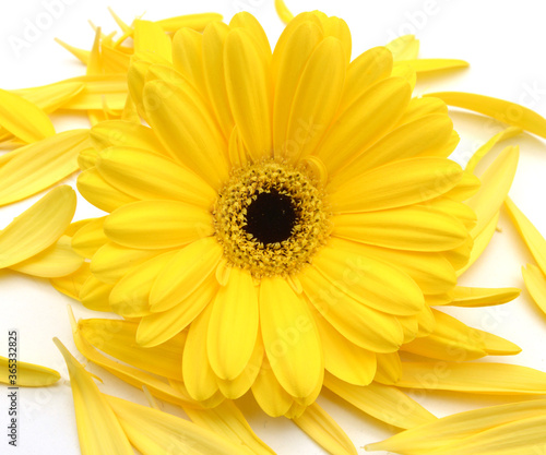 yellow gerber daisy flower  isolated on background
