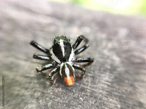 spider on a piece of wood