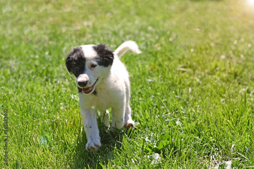 a beautiful joyful puppy runs along a green lawn in the yellow rays of the sun
