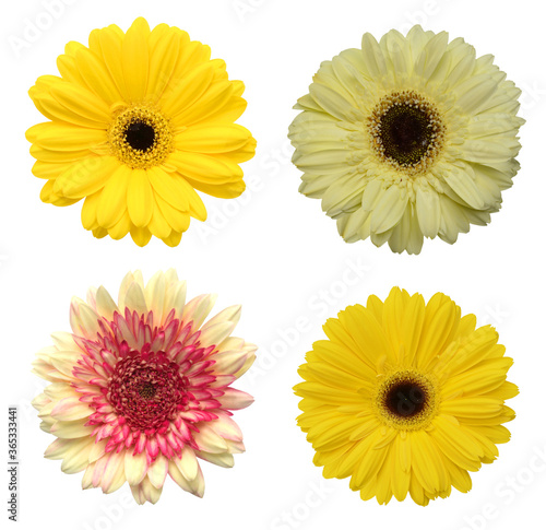 Four yellow Gerber flowers, daisies isolated on white