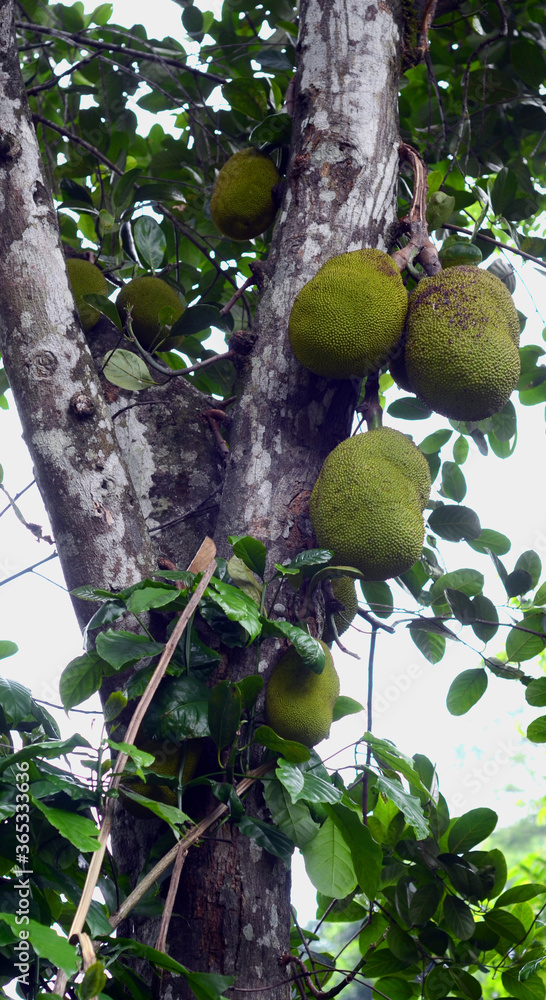 Sri Lanka Jack fruit tree. Fruit hanging Sri Lanka Jack fruit tree. Fruit hanging