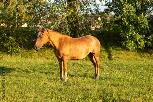 Beautiful chestnut horse standing in a meadow at sunset