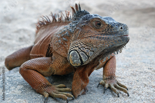 iguana on a sand ground