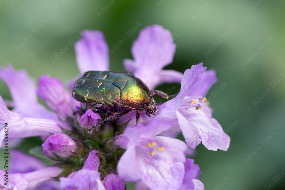 Iridescent bronze beetle on lilac flowers. The beauty of the world around us. Iridescent bronze beetle on lilac flowers. The beauty of the world around us.