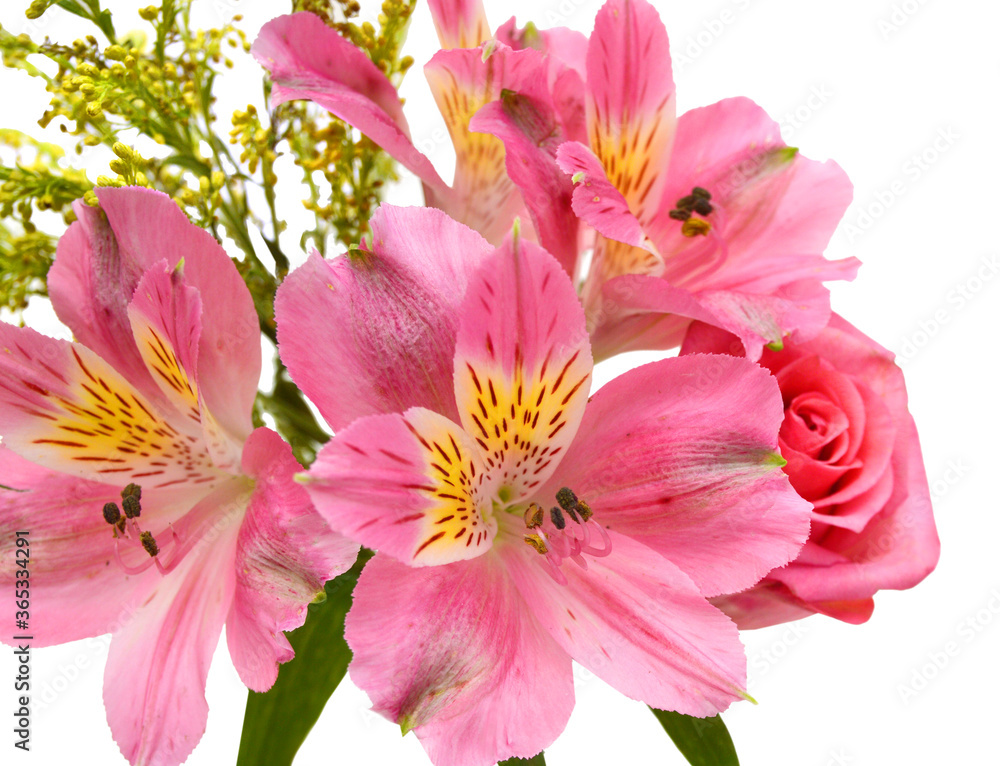 flowers isolated on white background. Alstroemeria flowers isolated on white background. Alstroemeria