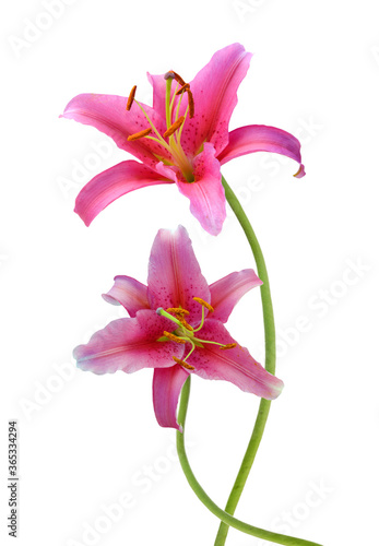 Pink Stargazer Lilies flowers isolated on white background