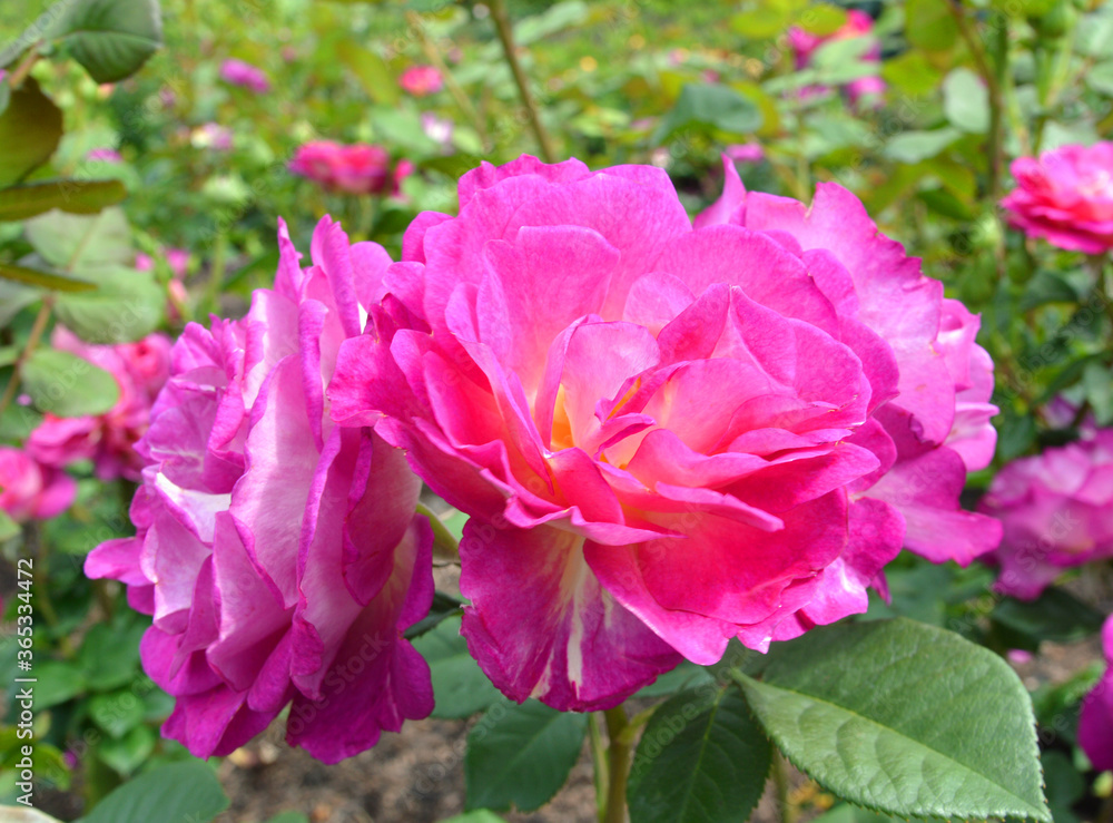 Close-up of garden rose