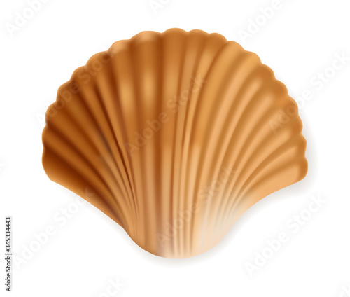 Realistic seashell isolated, sea element, vector illustration
