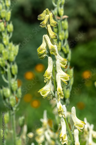 Flower of Yellow Monkshood (Aconitum anthora) photo