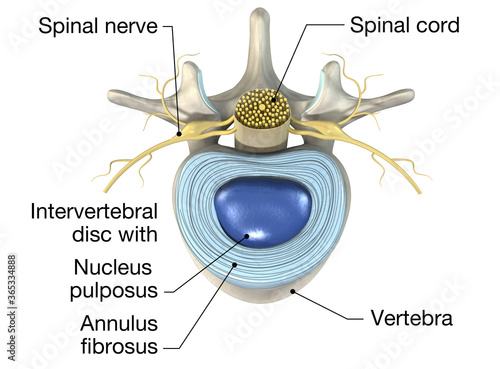 Lumbar vertebra with intervertebral disc, medically 3D illustration